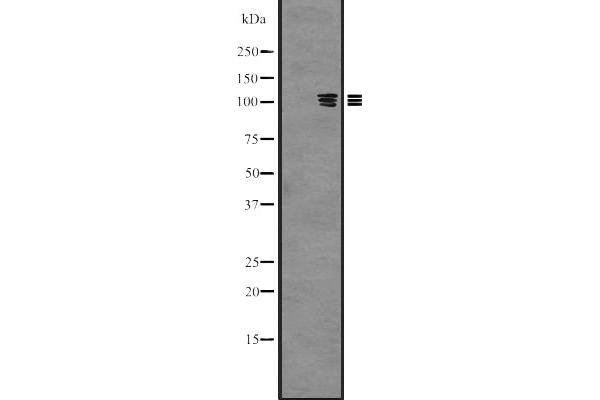 PKN3 antibody  (Internal Region)