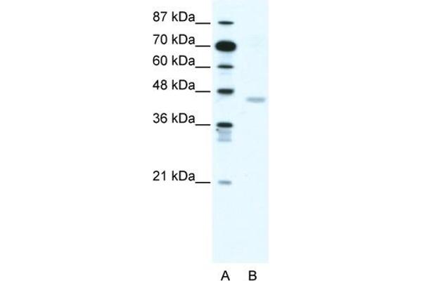 Cnpase antibody  (N-Term)