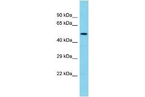 Host: Rabbit Target Name: TMEM143 Sample Type: Fetal Brain lysates Antibody Dilution: 1. (TMEM143 antibody  (N-Term))