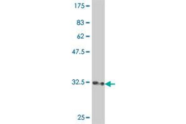 RPL3L antibody  (AA 280-360)