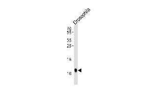 Western blot analysis of lysate from Drosophila tissue lysate, using SUMO Antibody (V52)(Drsophila) B. (Drosophila SUMO (AA 37-66) antibody)