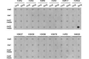 Dot-blot analysis of all sorts of methylation peptides using Symmetric DiMethyl-Histone H3-R26 antibody (ABIN3017473, ABIN3017474, ABIN3017475 and ABIN6220103). (Histone 3 antibody  (H3R26me2))