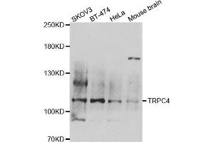 Western blot analysis of extracts of various cell lines, using TRPC4 antibody. (TRPC4 antibody)