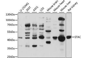 Western blot analysis of extracts of various cell lines, using STAC antibody (ABIN7270274) at 1:1000 dilution. (STAC antibody  (AA 153-402))