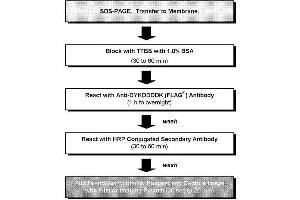 Western Blotting (WB) image for DYKDDDDK Tag Chemiluminescent Western Blotting Kit (ABIN965414) (DYKDDDDK Tag Chemiluminescent Western Blotting Kit)