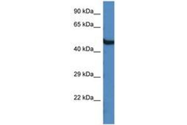 OASL antibody  (AA 420-469)