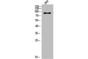 Western Blot analysis of 293 cells using Phospho-IRP-1 (S711) Polyclonal Antibody (Aconitase 1 antibody  (pSer711))