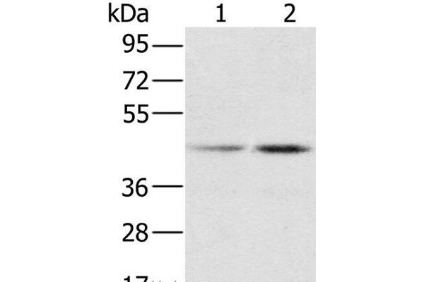 RBMX antibody