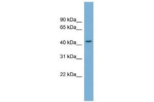 SERPINB4 antibody used at 1 ug/ml to detect target protein. (SERPINB4 antibody)