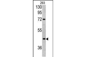 Western blot analysis of LRG1 antibody in 293 cell line lysates (35ug/lane) (LRG1 antibody  (AA 194-223))