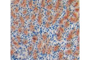 IHC-P analysis of kidney tissue, with DAB staining. (PLAUR antibody  (AA 15-211))