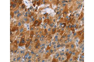 Immunohistochemistry (IHC) image for anti-Chemokine (C-C Motif) Receptor 9 (CCR9) antibody (ABIN2429701) (CCR9 antibody)