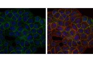 Immunofluorescence (IF) image for anti-B-Cell Linker (BLNK) antibody (ABIN968984)