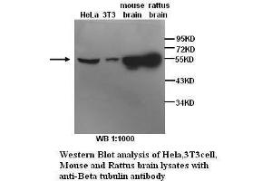 Image no. 1 for anti-Tubulin, beta (TUBB) antibody (ABIN790969) (TUBB antibody)