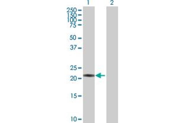 PSMB3 antibody  (AA 1-205)