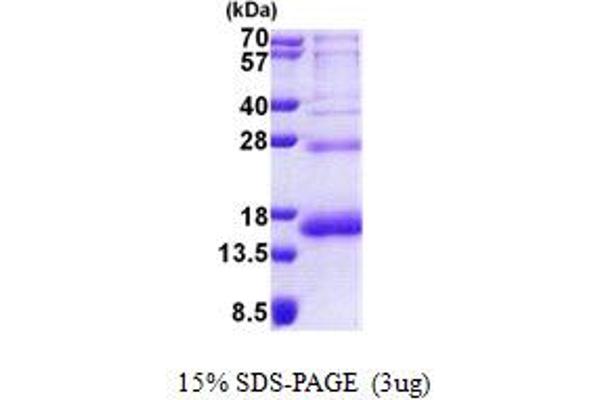 RPS19 Protein (AA 1-145) (His tag)