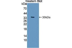 Western blot analysis of the recombinant protein. (NCDN antibody  (AA 2-300))