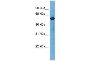 ARHGAP15 antibody used at 0. (ARHGAP15 antibody  (Middle Region))