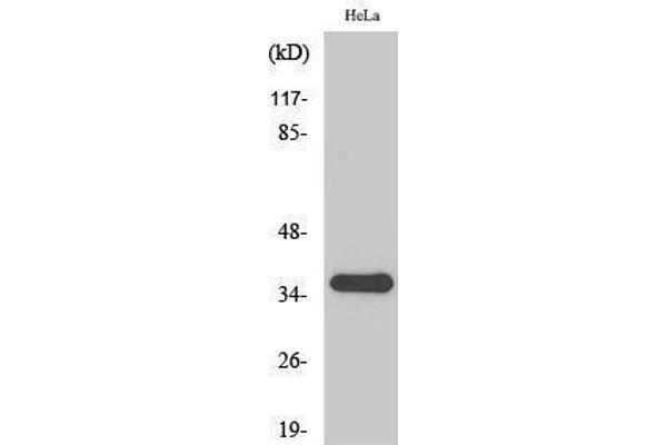 SFRP2 antibody  (Internal Region)