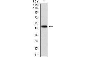 Western blot analysis using KCNQ1 mAb against human KCNQ1 (AA: 229-347) recombinant protein. (KCNQ1 antibody)
