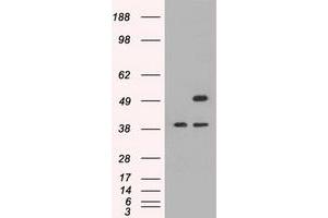 Image no. 1 for anti-CD4 (CD4) antibody (ABIN1497293) (CD4 antibody)