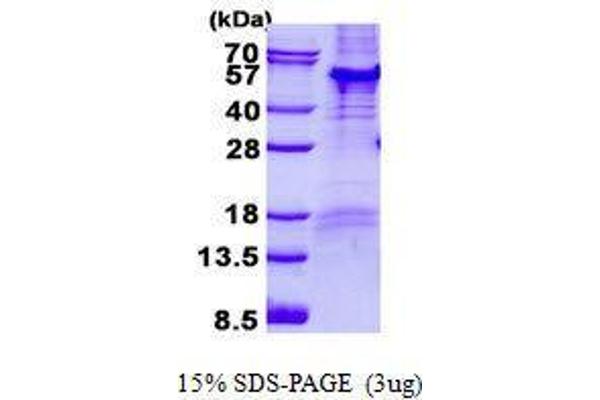 PARD6B Protein