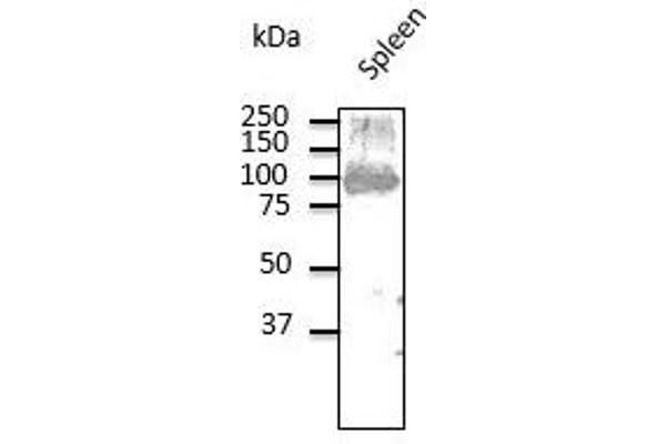 CD19 antibody  (C-Term)