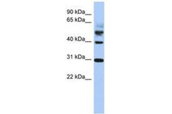 TTL antibody  (AA 215-264)