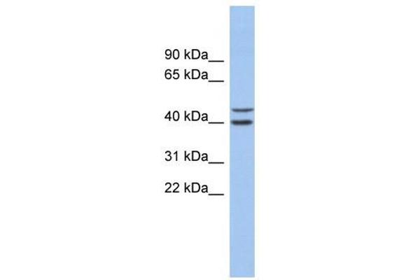 FBXL14 antibody  (N-Term)