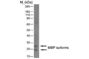 Western Blotting (WB) image for anti-Myelin Basic Protein (MBP) (AA 82-87) antibody (ABIN2475514) (MBP antibody  (AA 82-87))