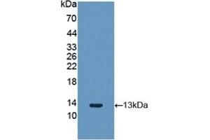 Detection of Recombinant FGF2, Rabbit using Polyclonal Antibody to Fibroblast Growth Factor 2, Basic (FGF2) (FGF2 antibody  (AA 26-153))