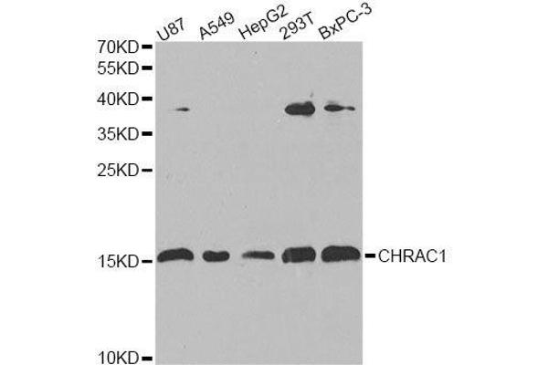 CHRAC1 antibody  (AA 1-131)