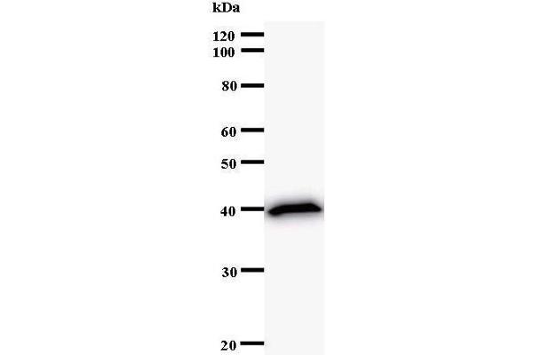 CENPC1 antibody