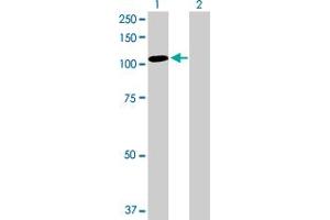 Western Blot analysis of TAX1BP1 expression in transfected 293T cell line by TAX1BP1 MaxPab polyclonal antibody. (TAX1BP1 antibody  (AA 1-789))