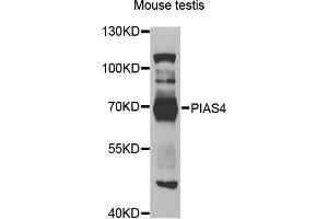 Western blot analysis of extracts of mouse testis, using PIAS4 antibody (ABIN1876510) at 1:1000 dilution. (PIAS4 antibody)