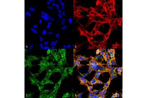 Immunocytochemistry/Immunofluorescence analysis using Mouse Anti-O-GlcNAc Monoclonal Antibody, Clone 9H6 . (O-GlcNAc antibody (Atto 390))