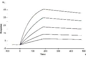 Surface Plasmon Resonance (SPR) image for AXL Receptor tyrosine Kinase (AXL) (AA 33-449) protein (His tag) (ABIN7273880)