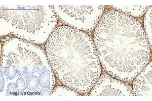 Immunohistochemical analysis of paraffin-embedded rat testis tissue. (Dynamin 1-Like antibody)