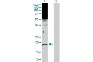 Western Blot analysis of SFN expression in transfected 293T cell line by SFN MaxPab polyclonal antibody. (14-3-3 sigma/SFN antibody  (AA 1-248))