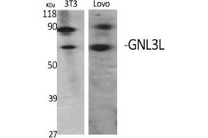 Western Blot analysis of various cells using GNL3L Polyclonal Antibody diluted at 1:2000. (GNL3L antibody  (AA 40-120))