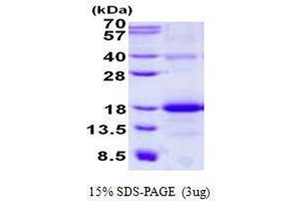 CLEC2B Protein