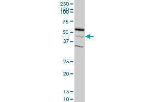 RAPGEFL1 monoclonal antibody (M04), clone 4G2 Western Blot analysis of RAPGEFL1 expression in IMR-32 . (RAPGEFL1 antibody  (AA 1-99))