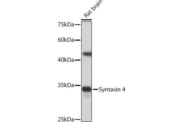 Syntaxin 4 antibody