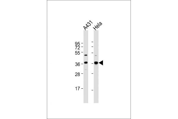 GAPDH antibody  (N-Term)