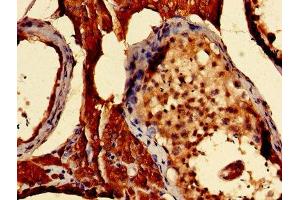Immunohistochemistry of paraffin-embedded human testis tissue using ABIN7166049 at dilution of 1:100 (S1A16 (AA 1-103) antibody)