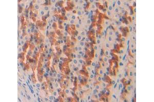 IHC-P analysis of stomach tissue, with DAB staining. (OS9 antibody  (AA 465-666))