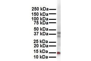 WB Suggested Anti-CITED2 antibody Titration: 1 ug/mL Sample Type: Human 293T (CITED2 antibody  (N-Term))