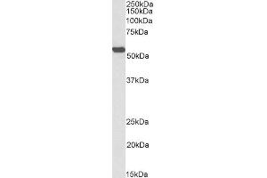 Biotinylated ABIN5539679 (0. (ALDH2 antibody  (Internal Region) (Biotin))