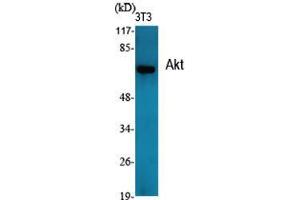 Western Blot (WB) analysis of specific cells using Akt Polyclonal Antibody. (AKT1 antibody  (Internal Region))