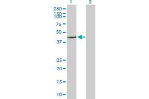 Western Blot analysis of FARS2 expression in transfected 293T cell line by FARS2 MaxPab polyclonal antibody. (FARS2 antibody  (AA 1-451))